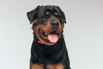 Fototapeta premium Rottweiler dog sticking out tongue and looking away