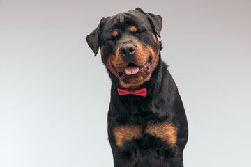 Rottweiler dog sticking out tongue and making fun