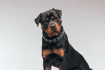 Rottweiler dog looking at the camera