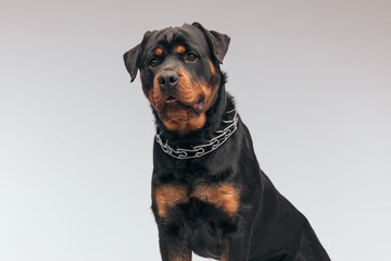 Rottweiler dog looking away and panting