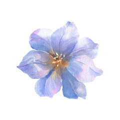 Watercolor painting of flowers, blue eustoma lisianthus on white background. For the design and decoration of wedding and greeting printing, cards.