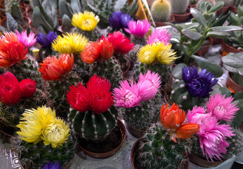 Obraz premium Flowering of small cacti in different colors
