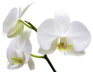 Fototapeta na wymiar white orchid flowers, isolated from background, png file, composition element, close-up