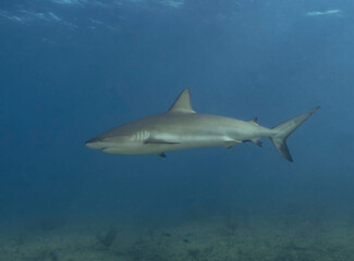 A Caribbean Reef Shark (Carcharhinus perezii) in Bimini, Bahamas
