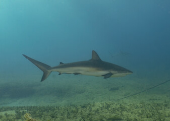 A Caribbean Reef Shark (Carcharhinus perezii) in Bimini, Bahamas