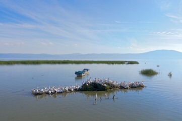 scenic of lake chapala with pelicans skiffs and mountains in mexico