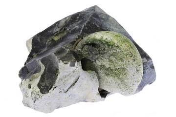 petrified sea urchin in flint matrix from Denmark isolated on white background