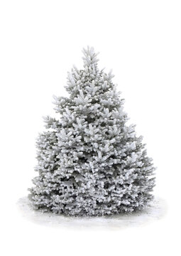 Spruce tree covered snow and hoarfrost on white background with space for text