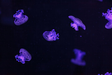 Naklejka na ściany i meble macro shooting under water mediterranean jellyfish