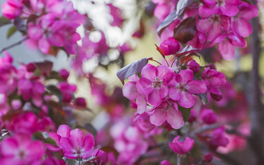 Obraz premium Macro photography. A pink decorative apple tree blooms in the beautiful light of sunset. Spring, nature wallpaper. A blooming apple tree in the garden. Blooming pink flowers on the branches of a tree.