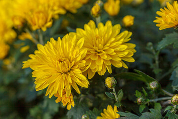 beautiful bushes of yellow chrysanthemum flowers
