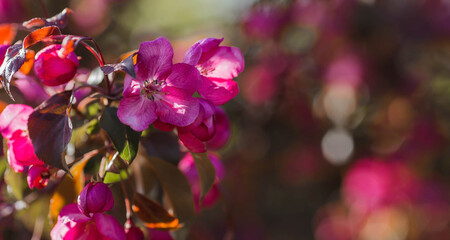 Macro photography. A pink decorative apple tree blooms in the beautiful light of sunset. Spring, nature wallpaper. A blooming apple tree in the garden. Blooming pink flowers on the branches of a tree.