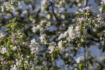 Apple blossoms in the beautiful sunset light. Spring, nature wallpaper. A blooming apple tree in the garden. Blooming white flowers on the branches of a tree. Macro photography.