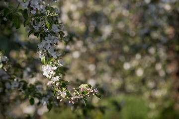 Apple blossoms in the beautiful sunset light. Spring, nature wallpaper. A blooming apple tree in the garden. Blooming white flowers on the branches of a tree. Macro photography.
