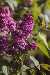 Fototapeta na wymiar Banner. Delicate purple lilac blooms in the park. Flowers at sunset. The glow from the sun. Close-up. Beautiful bokeh in the background.