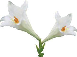 lily two pure white isolated blooms
