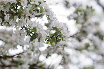 Apple blossoms in the beautiful sunset light. Spring, nature wallpaper. A blooming apple tree in the garden. Blooming white flowers on the branches of a tree. Macro photography.