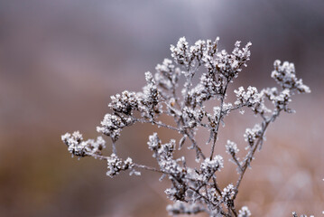 Macro Winter brunch dry   plants frost outdoor  frozen snow natural Beautiful spruce bud Banner landscape blue cold ice hoarfrost tree Christmas background.
