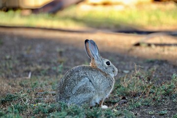 rabbit in the grass
