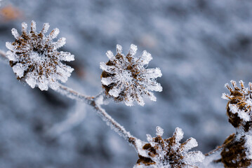 Macro Winter brunch dry   plants frost outdoor  frozen snow natural Beautiful spruce bud Banner landscape blue cold ice hoarfrost tree Christmas background.