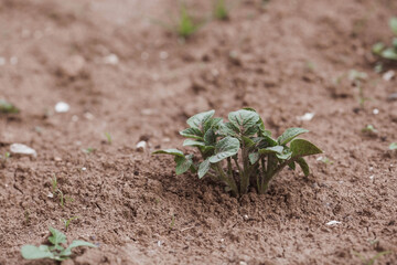 Sprout close-up. Soil with a young plant. Planting potato seedlings in the ground. The concept of nature conservation and agriculture.