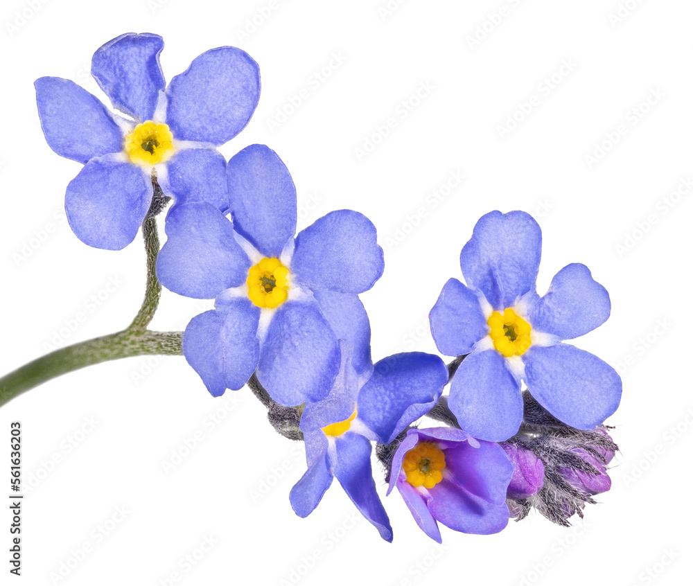 Wall mural blue forget-me-not five blooms small group