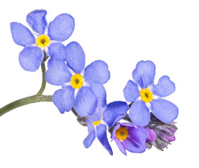 blue forget-me-not five blooms small group