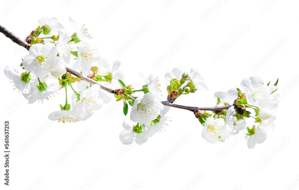 Wall mural tree branch with blossom. cherry tree in spring. garden in spring. isolated tree branch with bloomin