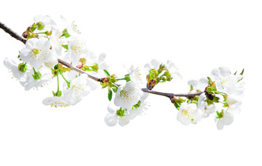 tree branch with blossom. cherry tree in spring. garden in spring. isolated tree branch with blooming. PNG