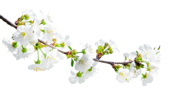 tree branch with blossom. cherry tree in spring. garden in spring. isolated tree branch with blooming. PNG