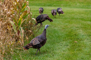 Wild Turkeys Near A Cornfield In An Urban Setting