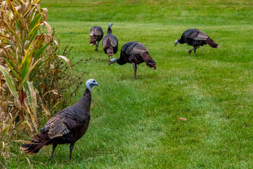 Wild Turkeys Near A Cornfield In An Urban Setting