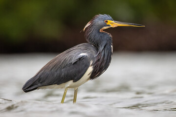 Adult Tri-colored heron (egretta tricolor) wading in brackish water on overcast morning in Florida, USA