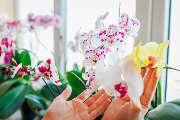 Woman enjoys phalaenopsis orchid flowers on window sill. Gardener takes care of home plant. White,...