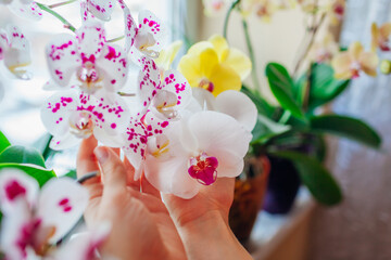 Naklejka na ściany i meble Woman enjoys phalaenopsis orchid flowers on window sill. Gardener takes care of home plant. White, purple, yellow blooms
