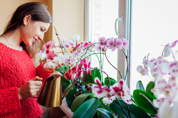 Woman takes care of phalaenopsis orchids blooming on window sill. Gardener waters home plants flowers with watering can. - obrazy, fototapety, plakaty