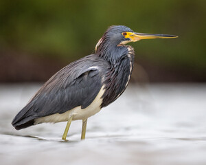 Adult Tri-colored heron (egretta tricolor) wading in brackish water on overcast morning in Florida, USA