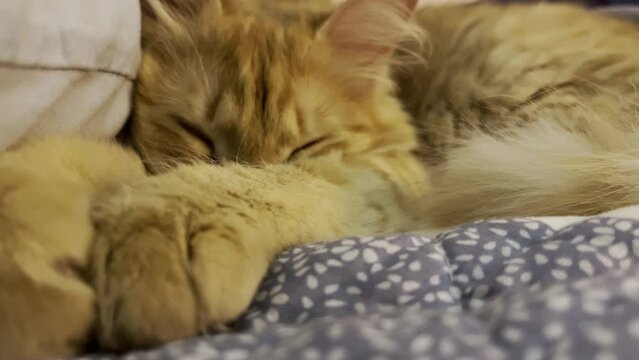 Ginger