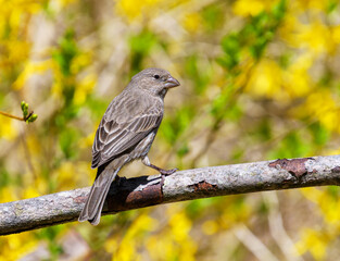 Female house finch, Haemorhous mexicanus, perched on a branch with yellow forsythia flowers in the background in spring