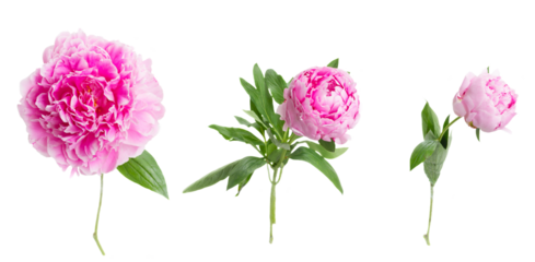 pink   peony flowers
