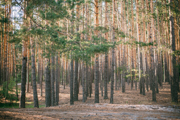 Pine forest with sandy soil on a sunny day. Pine trunks in the sunlight. No one.
