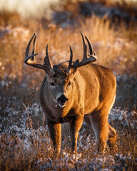 Mature White-tailed (odocoileus virginianus) buck facing towards camera in evening golden hour lighting Colorado, USA