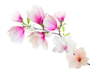 Foto op Canvas Magnolia Flowers on White © neirfy