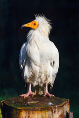  Egyptian Vulture . White bird standing on a tree stump 