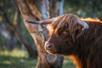 Single highland cow in field in golden afternoon sun close up of face