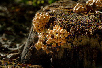 mushrooms in the forest