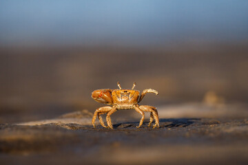 Low angle photo of Fiddler Crab on a muddy flat at Fort Island Beach, Florida © Michael