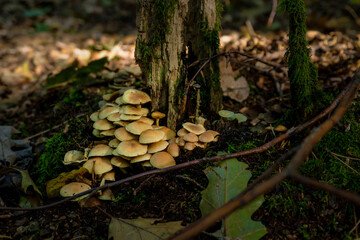 mushrooms in the forest