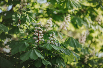 Chestnut branches and flowers with sun rays at sunset. A flowering tree in spring. Close-up.