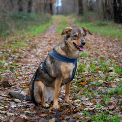 dog in the park